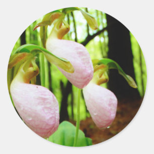 Sticker Rond Pink Lady Slipper sauvage orchidée