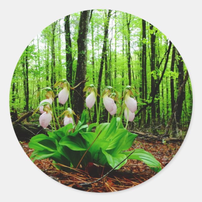 Sticker Rond Pink Lady Slipper sauvage orchidée (Devant)
