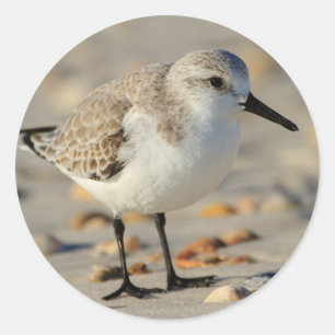 Sticker Rond Pipe de sable et coquillages