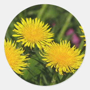 Sticker Rond Pissenlits de l'autocollant quatre