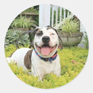 Sticker Rond Pit Bull T-Bone