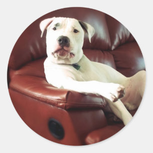 Sticker Rond pitbull blanc drôle sur le canapé