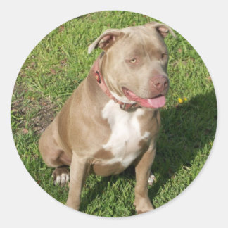 Sticker Rond Pitbull pacifique