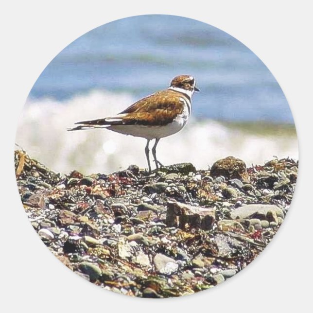 Sticker Rond Plages d'Oiseaux (Devant)