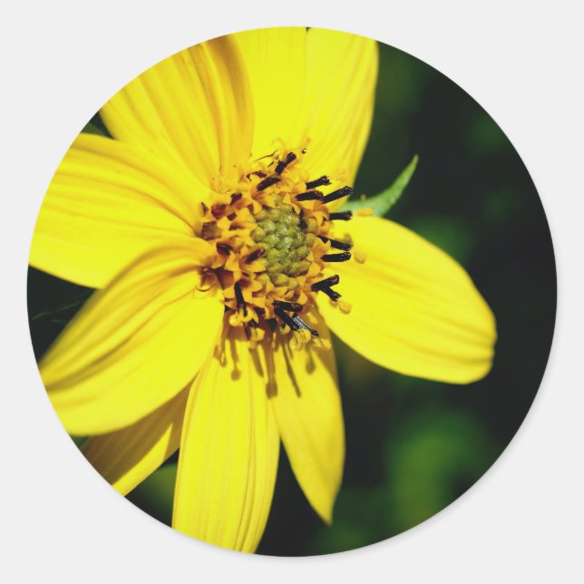 Sticker Rond Plaine de tournesol Maximilian (Devant)