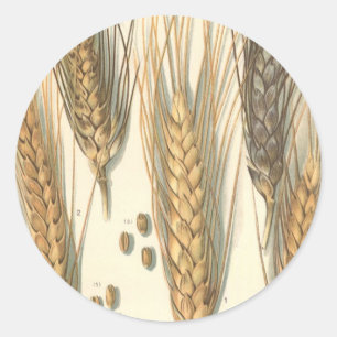 Sticker Rond Plante de blé résistant à la sécheresse, Agricultu