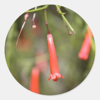 Sticker Rond Plante de panier