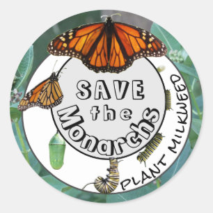 Sticker Rond Plante du cycle de vie des monarques Milkweed
