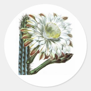 Sticker Rond Plante du désert de Cactus vert blanc
