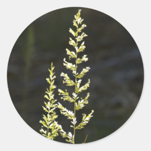 Sticker Rond Plante vert