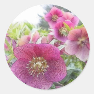 Sticker Rond Plantes pérennes - Hellebore pourpre
