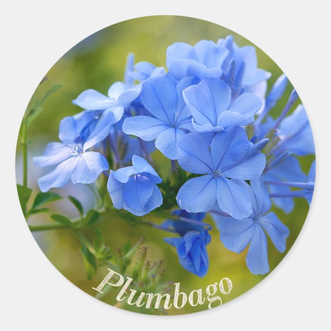 Sticker Rond Plumbago - Photo de fleurs d'été bleues (Devant)