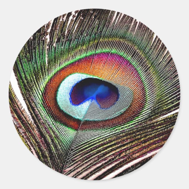 Sticker Rond Plume colorée de paon en cuivre (Devant)