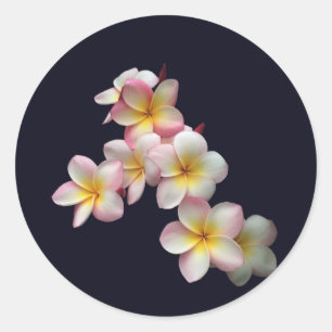 Sticker Rond Plumeria fleurit sur bleu foncé
