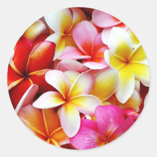 Sticker Rond Plumeria Frangipani Hawaii Fleur Customisée