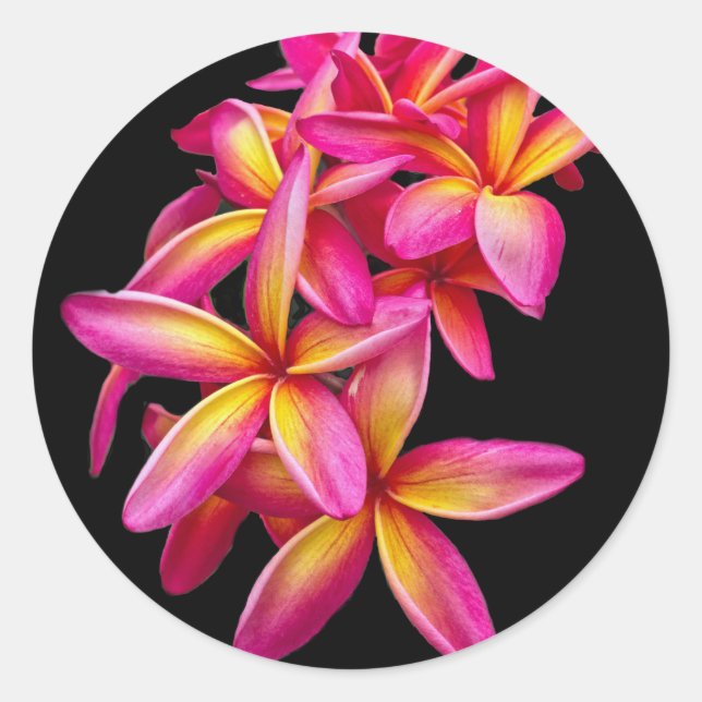 Sticker Rond Plumeria rose assez photo florale (Devant)