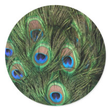 Plumes de paon