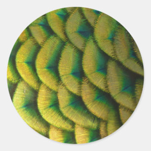 Sticker Rond Plumes de paon II Nature colorée