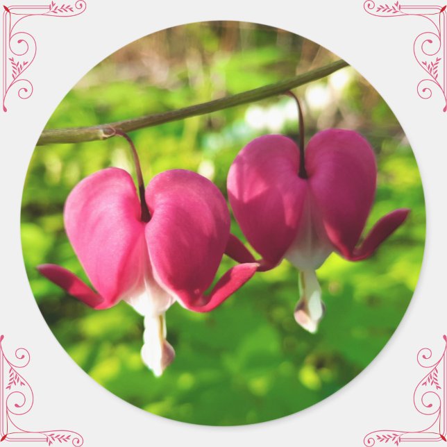 Sticker rond Plutôt Rose Bleeding Heart Flowers (These pretty bleeding heart flower stickers will add a personal, floral touch to gifts/cards/crafts!)