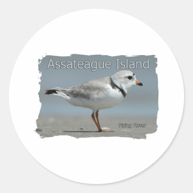 Sticker Rond Pluvier siffleur de l'île Assateague (Devant)