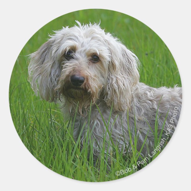 Sticker Rond Poil à fil standard Dachshund en herbe (Devant)