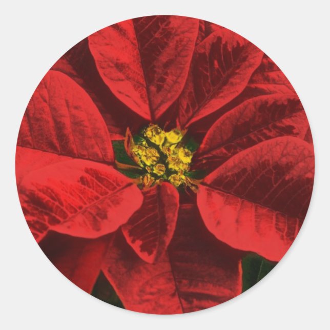 Sticker Rond Poinsettia Noël et Fêtes (Devant)