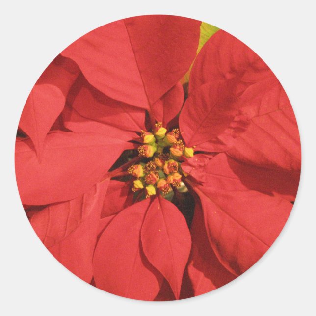 Sticker Rond Poinsettia rouge (Devant)