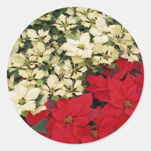 Sticker Rond Poinsettias blanches et rouges I Holiday Floral
