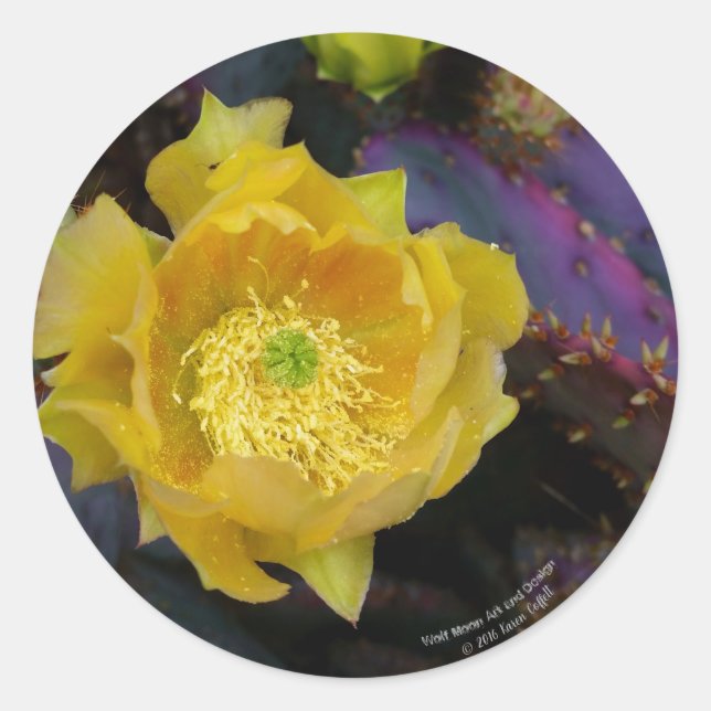 Sticker Rond Poire pourpre opuntie cactus fleurs jaunes (Devant)