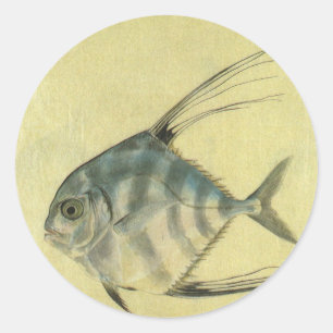 Sticker Rond Poisson Alectis indicus, Carangue à trois épines v