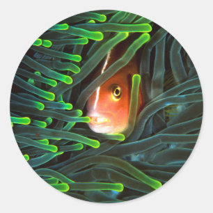Sticker Rond Poisson Anémone se Cachant Dans une Anémone, Mozam