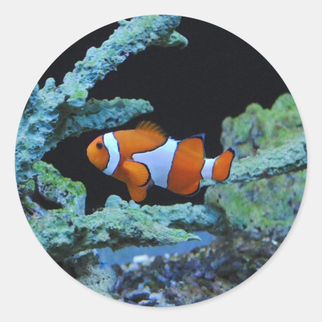 Sticker Rond Poisson clown en corail (Devant)