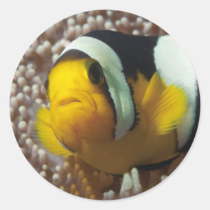 Sticker Rond Poisson clown - Gros plan ! So cute - Nemo en Anem