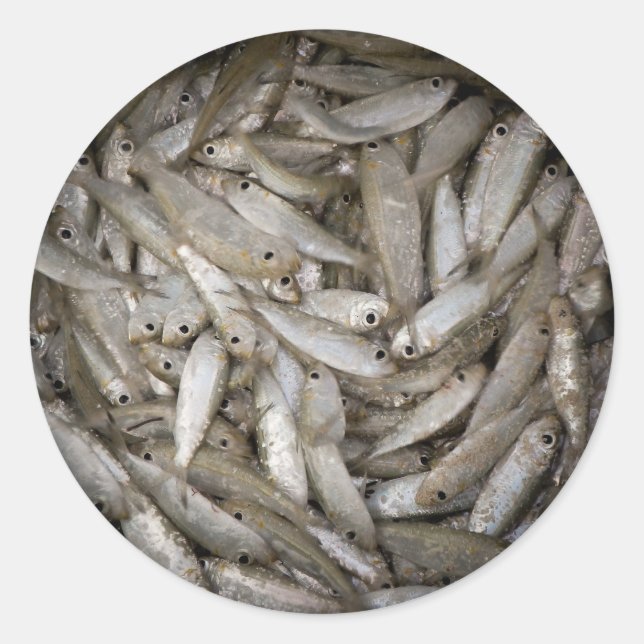 Sticker Rond Poisson dans un seau (Devant)