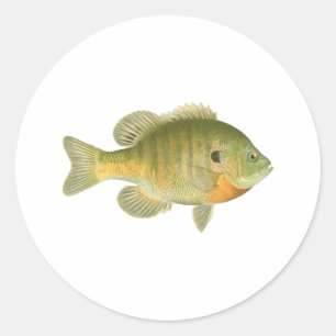 Sticker Rond Poisson de soleil femelle - brème - Sunfish