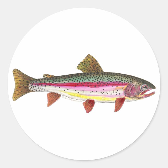 Sticker Rond Poisson de truite arc-en-ciel (Devant)