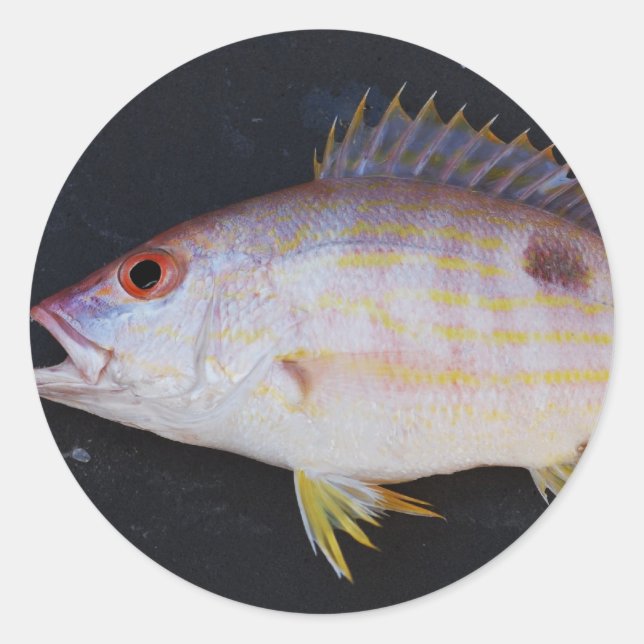 Sticker Rond Poisson du Snapper de voie (Devant)