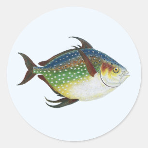 Sticker Rond Poisson luna tropical, animal aquatique marin vint