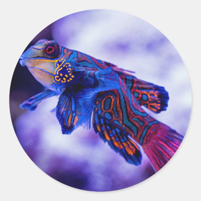 Sticker Rond Poisson Mandarin Goby (Devant)