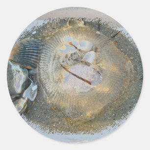Sticker Rond Poisson-méduse échouée série Iems de coordination