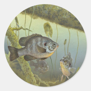 Sticker Rond Poisson-soleil