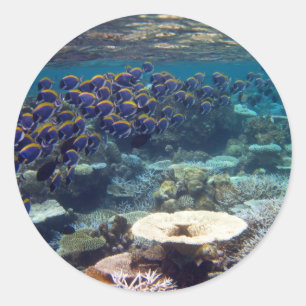 Sticker Rond Poissons de chirurgien de bleu de poudre