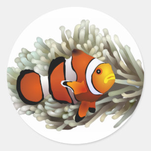 Sticker Rond Poissons de clown