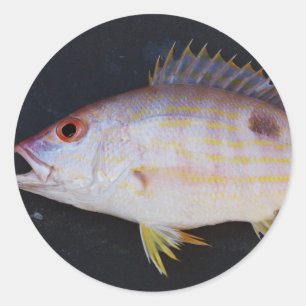 Sticker Rond Poissons de cordelette de ruelle
