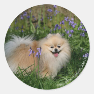 Sticker Rond Poméranie debout regardant la caméra