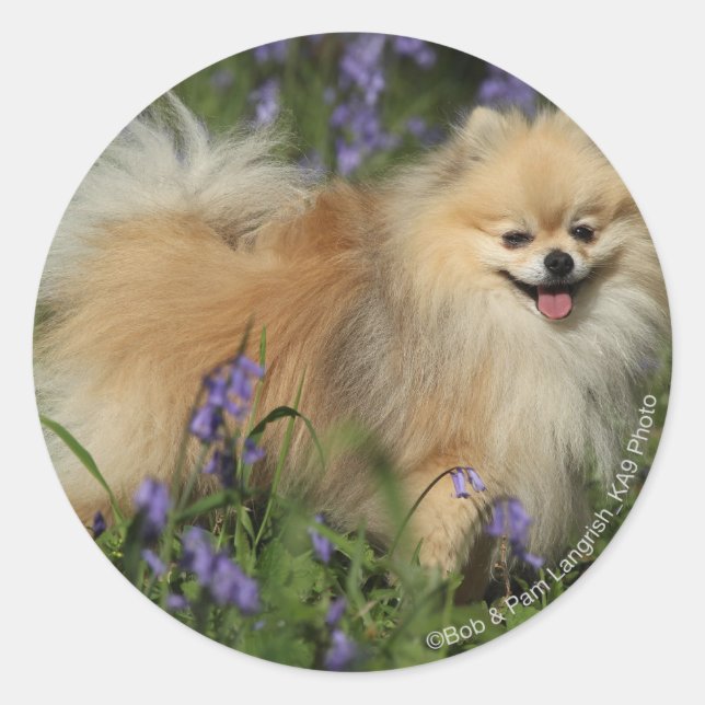 Sticker Rond Poméranie regarder la caméra dans les Bluebells (Devant)