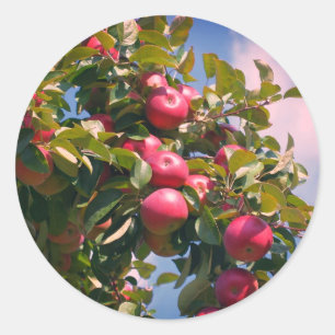 Sticker Rond Pommes Sur L'Arbre Nature