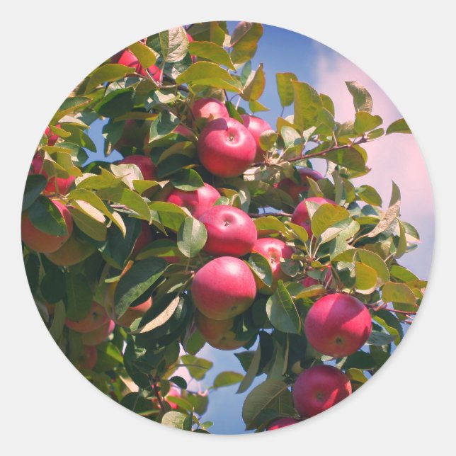 Sticker Rond Pommes Sur L'Arbre Nature (Devant)