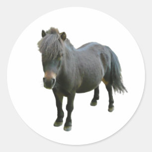 Sticker Rond Poney mignon de Dartmoor