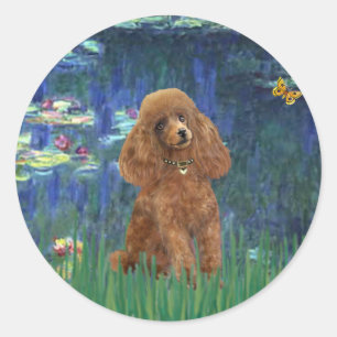 Sticker Rond Poodle (Apricot 10) - Lilies 5